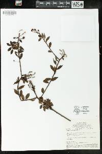 Mabea angustifolia image