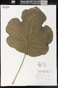 Jatropha platyphylla image