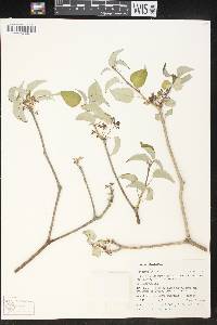 Jatropha cordata image