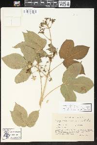 Jatropha excisa var. pubescens image