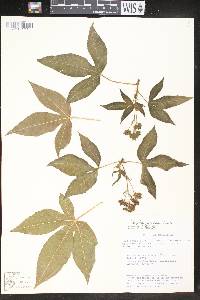 Jatropha gossypiifolia image