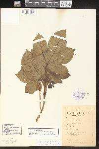 Jatropha gossypiifolia var. elegans image