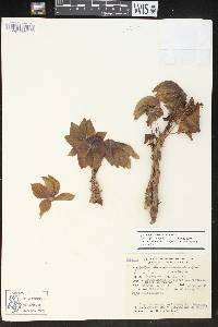 Jatropha macrocarpa image