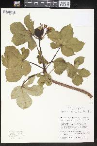 Jatropha mollissima image