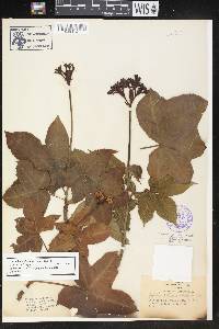 Jatropha mollissima image