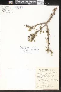 Jatropha dioica image