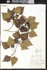 Homalanthus acuminatus image