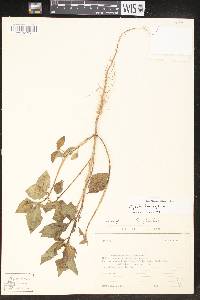 Euphorbia heterophylla image