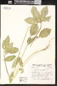 Euphorbia heterophylla image