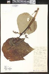 Homalanthus macradenius image