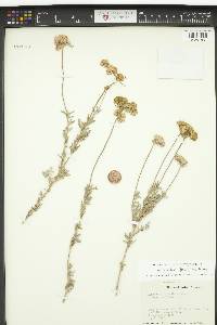 Eriogonum fasciculatum image