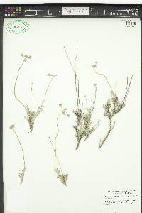 Eriogonum fasciculatum var. polifolium image