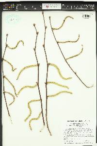 Corylus cornuta image