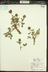 Trifolium eriocephalum image