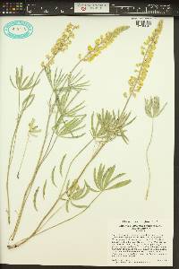 Lupinus sulphureus var. sulphureus image