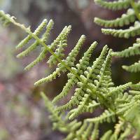 Woodsia phillipsii image