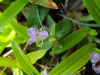 Murdannia nudiflora image