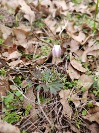 Anemone caroliniana image