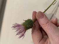 Cirsium texanum image