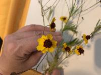 Coreopsis tinctoria image