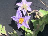 Solanum dimidiatum image