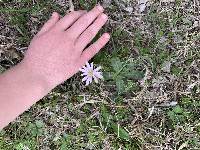 Anemone berlandieri image