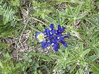 Lupinus texensis image
