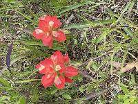 Castilleja indivisa image