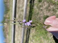 Verbena halei image