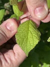 Prunus mexicana image