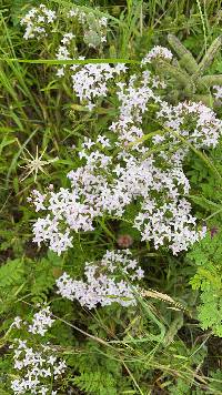 Stenaria nigricans image