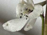 Delphinium carolinianum image