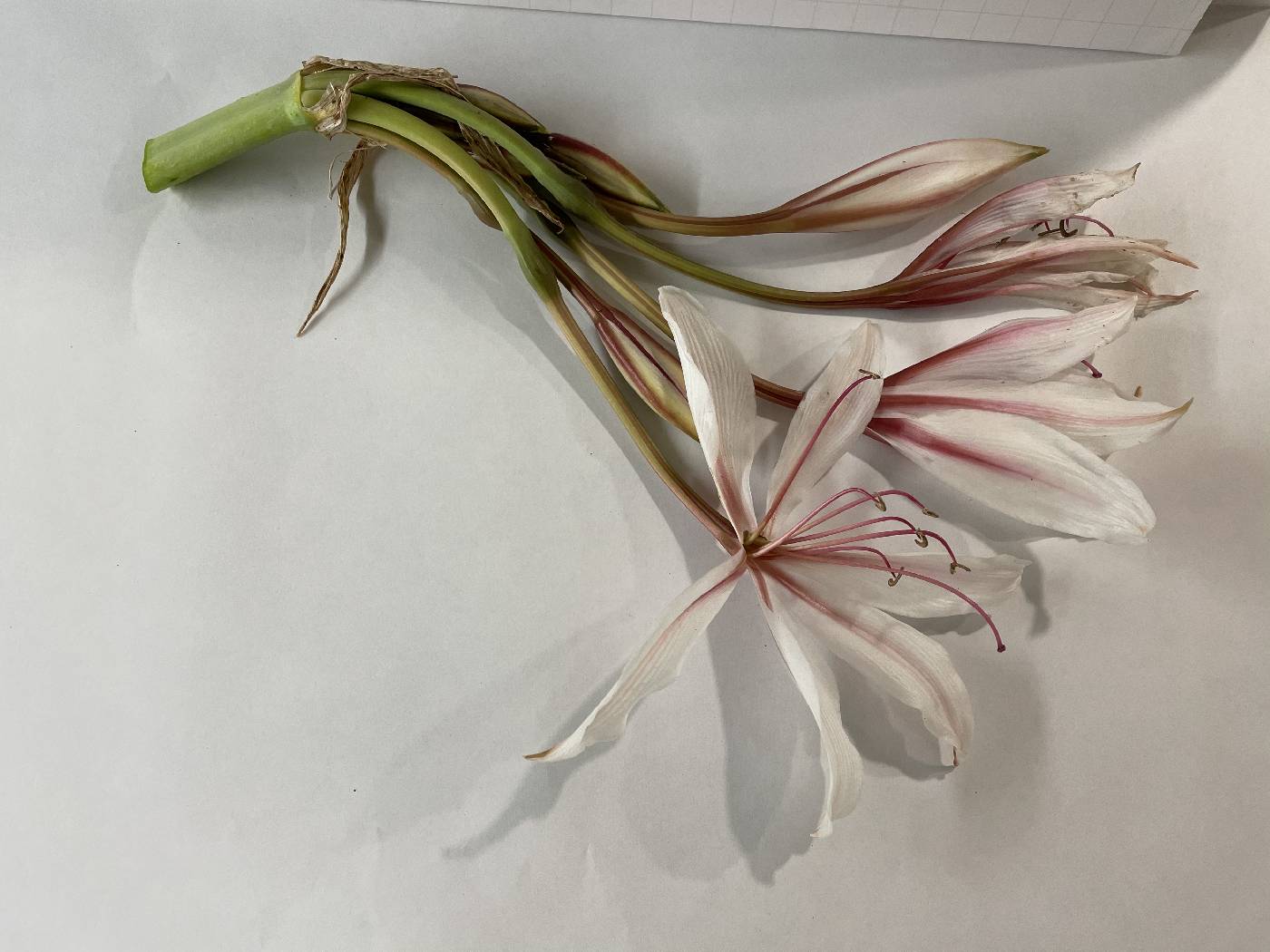 Crinum bulbispermum image