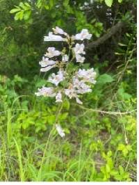 Penstemon laxiflorus image