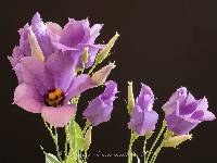 Eustoma exaltatum subsp. russellianum image