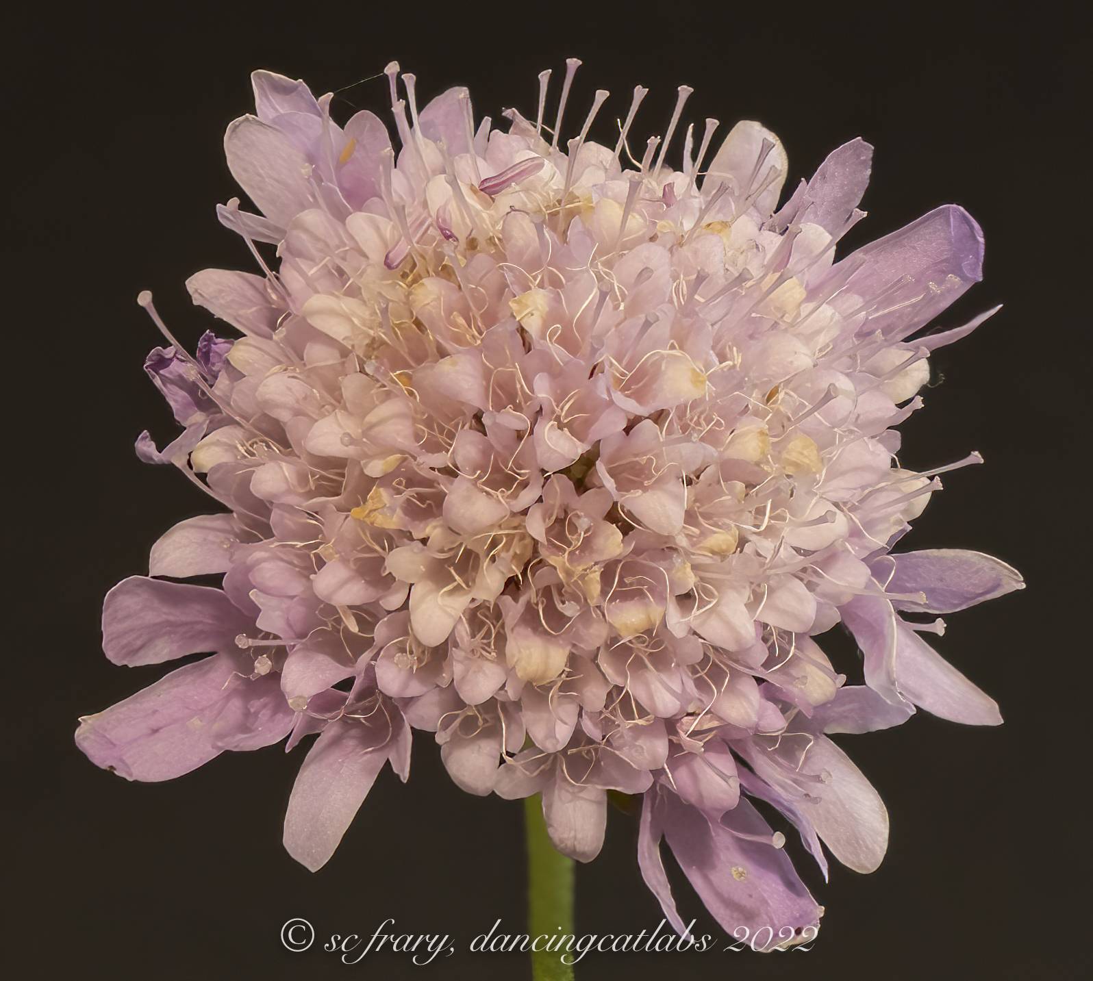 Scabiosa atropurpurea image