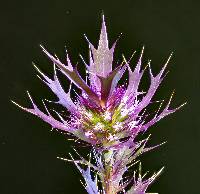 Eryngium leavenworthii image