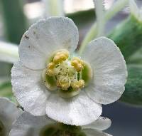 Euphorbia bicolor image