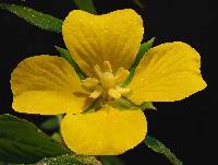 Ludwigia octovalvis image