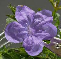 Ruellia ciliatiflora image