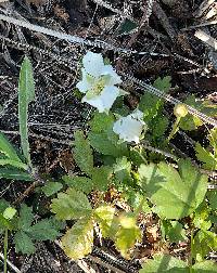 Rubus trivialis image