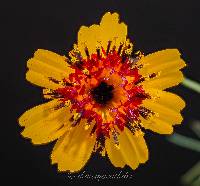 Thelesperma filifolium image