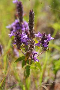 Rhododon ciliatus image