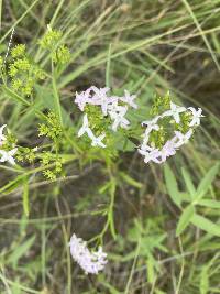 Stenaria nigricans image