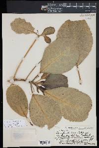Claoxylon sandwicense image