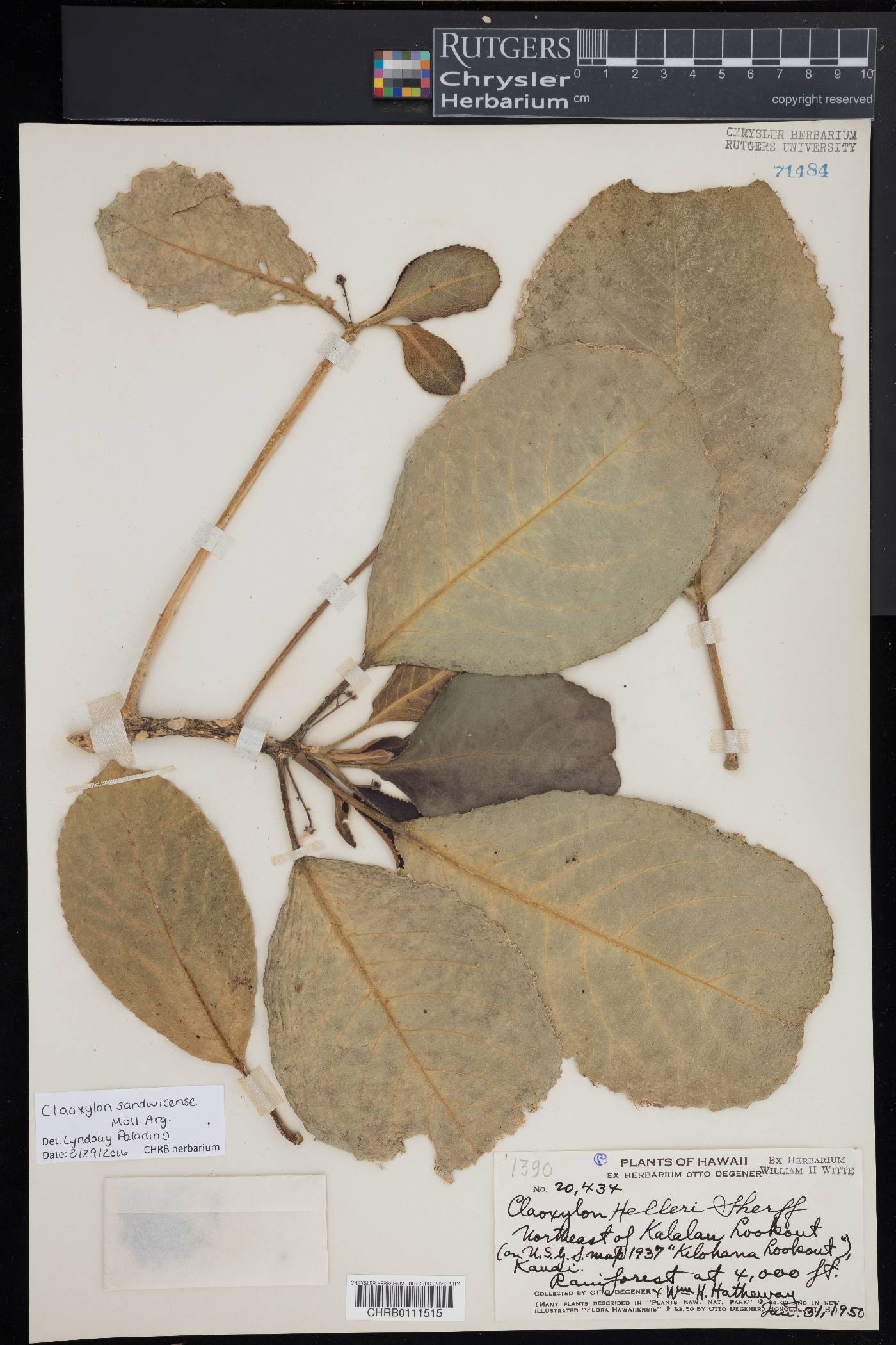 Claoxylon sandwicense image