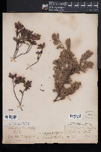 Arctostaphylos uva-ursi image