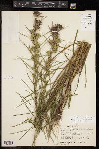 Liatris squarrosa image