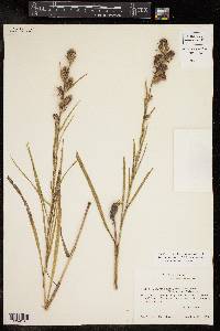 Liatris squarrosa var. squarrosa image