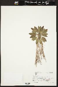 Brickellia eupatorioides image